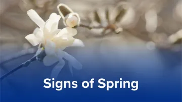 signs of spring