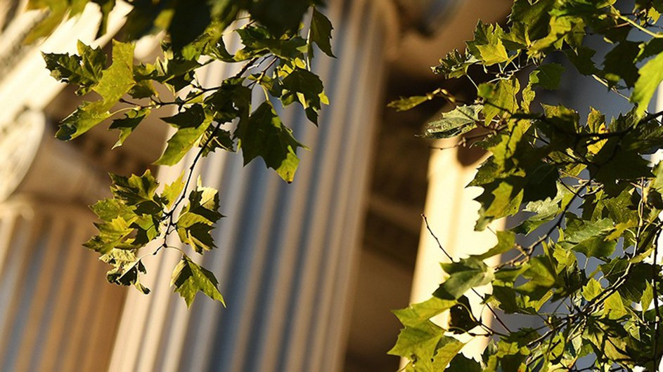 Close up of greenery in front of Low Library